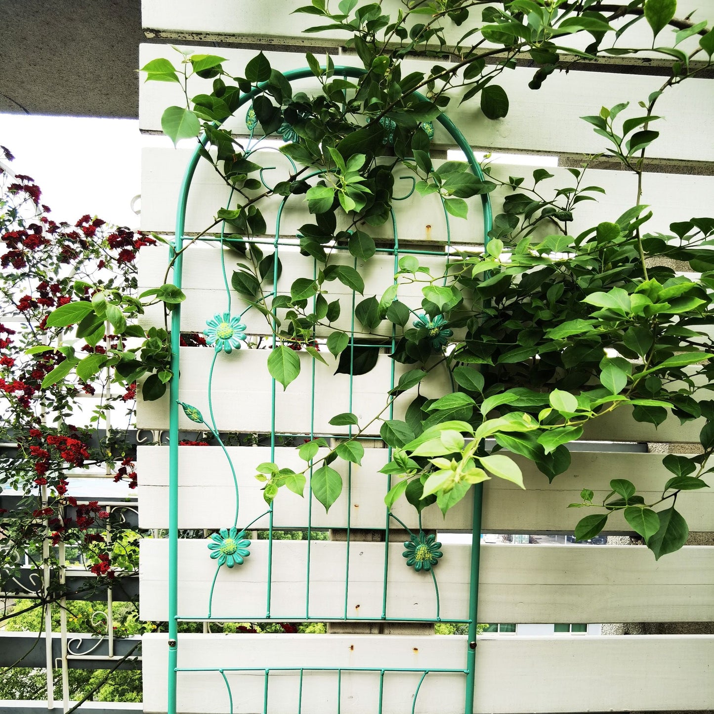 2 Pack 71" x 19.7" Metal Garden Trellis Rustproof Trellis for Climbing Plants Outdoor Flower Support Wrought Iron Ivy Vine Cucumbers Decorative(Green)